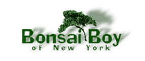 Bonsai Boy of New York US